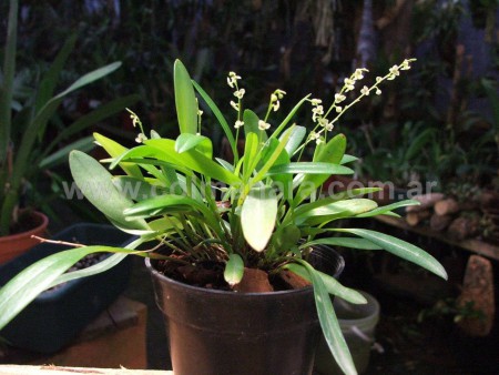 Stelis sp.